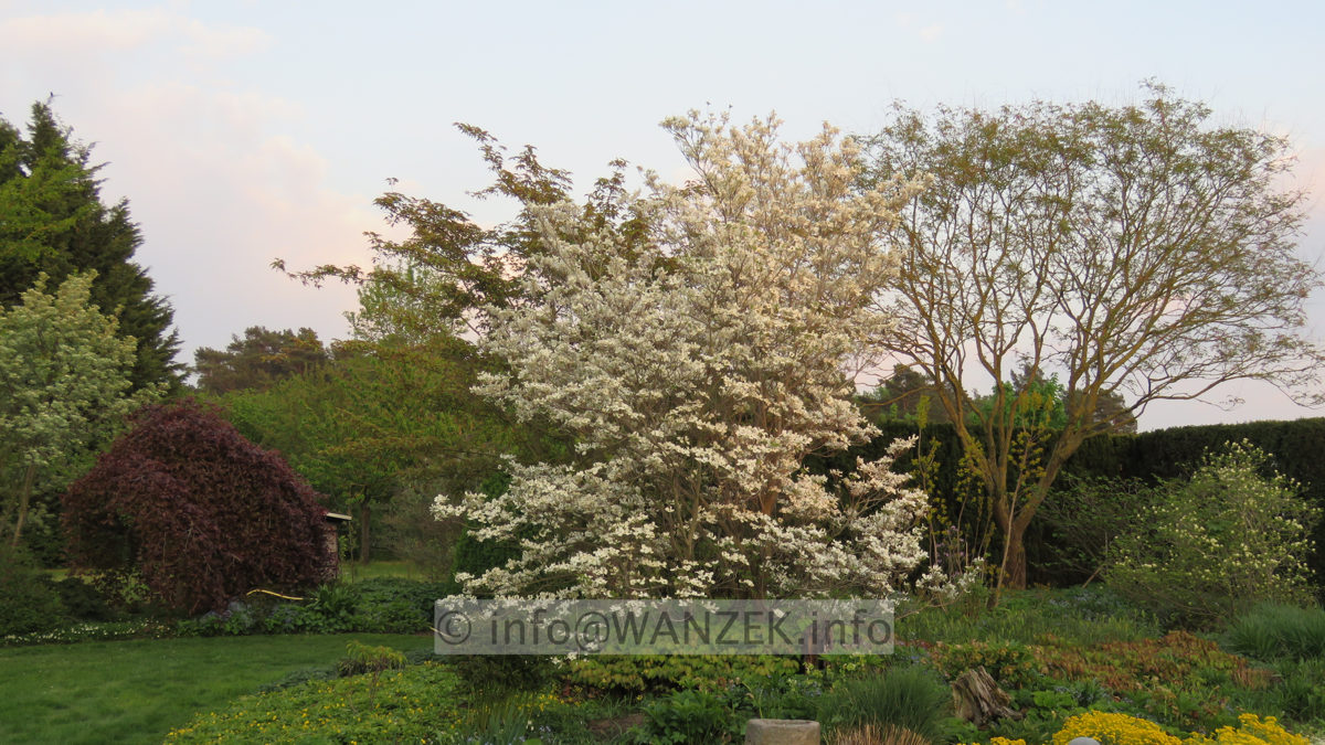 Cornus florida  03 Sol.JPG